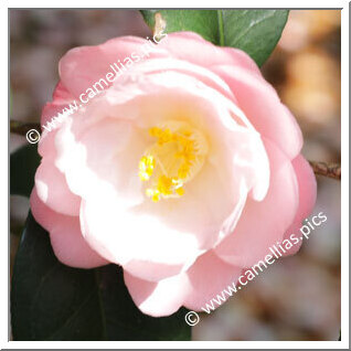 Camellia Japonica 'Shunshokô'