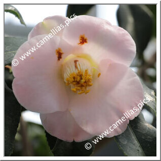 Camellia Japonica 'Shûran'