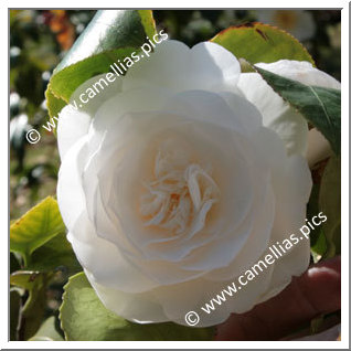 Camellia Japonica 'Silver Chalice'