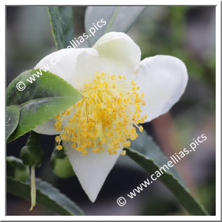 Camellia Botanique C. sinensis