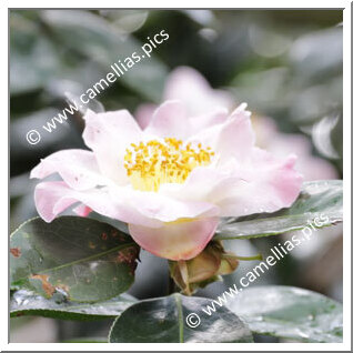 Camellia Hybride C.reticulata 'Sleeping Beauty'