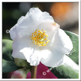 Camellia Hybride 'Snow Drop'