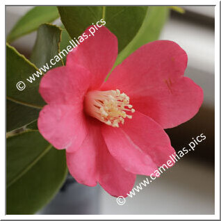 Camellia Wabisuke 'Sôan-wabisuke'