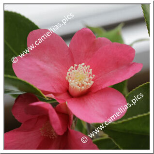 Camellia Wabisuke 'Sôan-wabisuke'