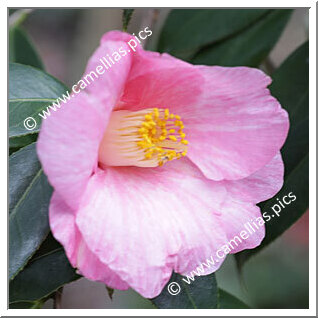 Camellia Japonica 'Somefude'