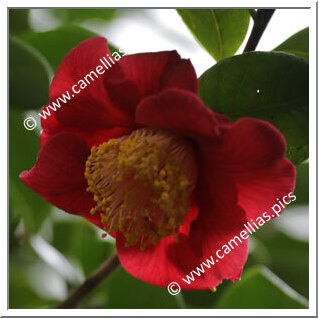 Camellia Hybrid 'Sophie Johnson'