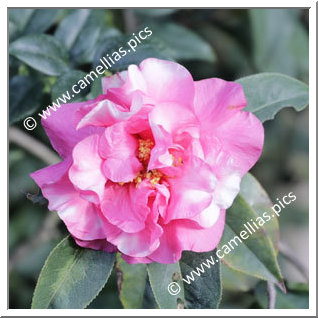 Camellia Hybride 'Pink Sparkle Variegated'