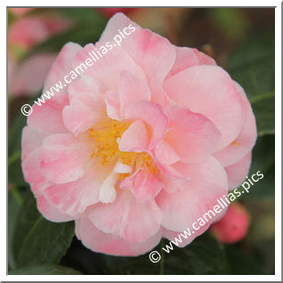Camellia Hybride C.x williamsii 'Spring Daze'