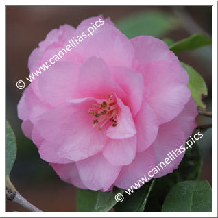 Camellia Hybride 'Spring Festival'