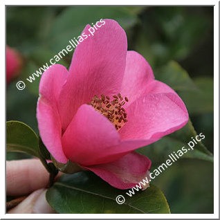 Camellia Hybride C.x williamsii 'St. Ewe'