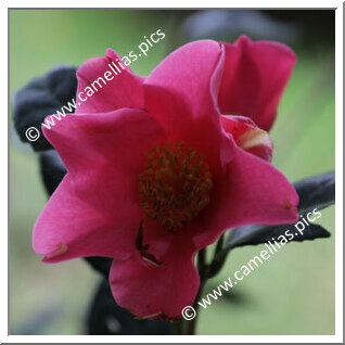 'Susana Rodriguez' 'Susana Rodriguez'