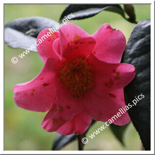 Camellia Reticulata 'Susana Rodriguez'