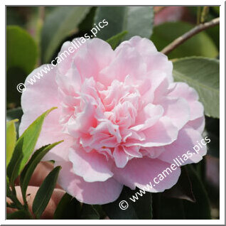 Camellia Hybride 'Sweet Emily Kate'
