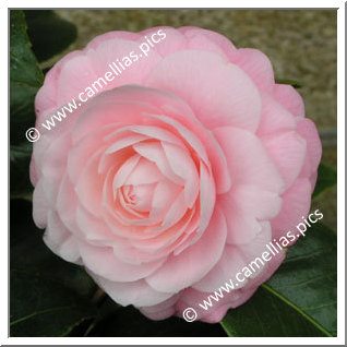 Camellia Japonica 'Sweetheart'