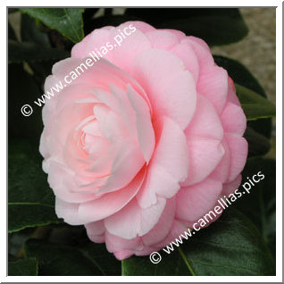 Camellia Japonica 'Sweetheart'