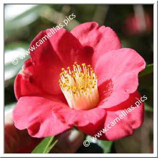 Camellia Japonica 'Sylvia'