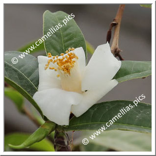 Camellia Botanique C. szechuanensis