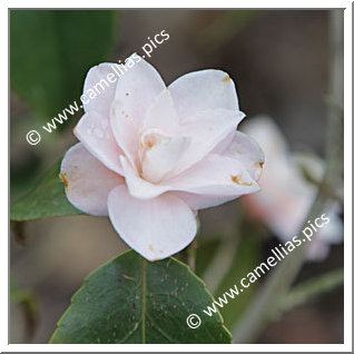 Camellia Hybride 'Tiny Star'