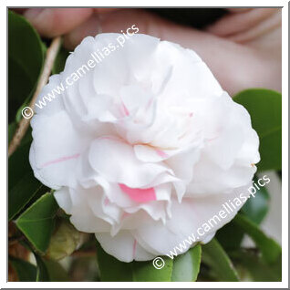 Camellia Japonica 'Tobi'iri-otome'