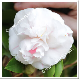 Camellia Japonica 'Tobi'iri-otome'