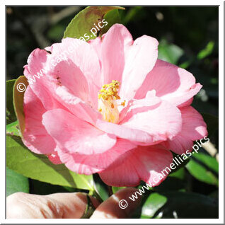 Camellia Japonica 'Tori-no-ko'