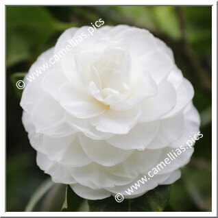Camellia Japonica 'Torre de Lama blanca'