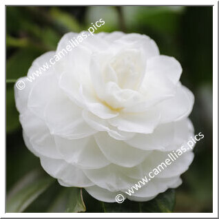 Camellia Japonica 'Torre de Lama blanca'