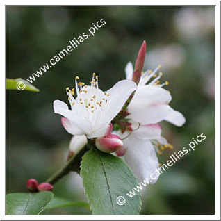 Camellia Species C. transarisanensis