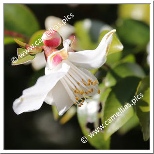 Camellia Species C. transnokoensis