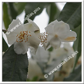 Camellia Species C. tsaii