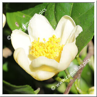 Camellia Species C. tunghinensis