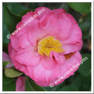 Camellia Hybrid C.x williamsii 'Utsukushi-asahi'