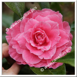 Camellia Hybrid 'Valentine Day'