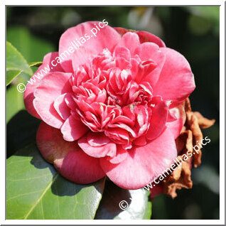 Camellia Japonica 'Vandesiana Carnea'