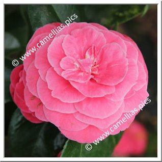 Camellia Japonica 'Z'