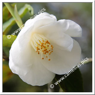 Camellia Hybride 'Vernal Breeze'