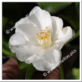 Camellia Hybrid 'Vernal Breeze'