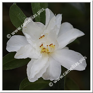 Camellia Species C. vernalis