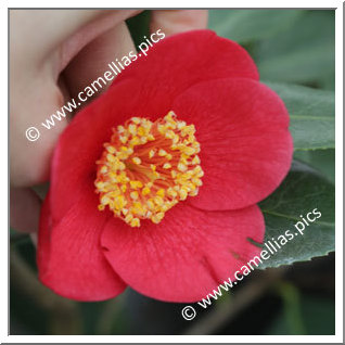Camellia Japonica 'Villa Madre'