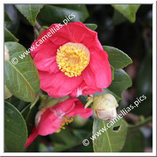 Camellia Japonica 'Ville de Guingamp'