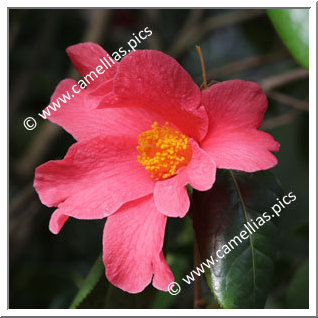 Camellia Botanique C. villosa