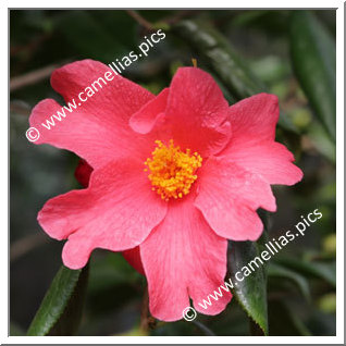 Camellia Species C. villosa