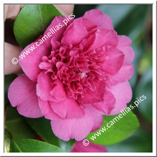 Camellia Japonica 'Violet Bouquet '
