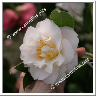 Camellia Japonica 'Virgin's Blush'