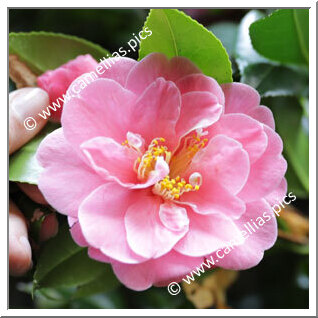 Camellia Japonica 'Waiwhetu Beauty'