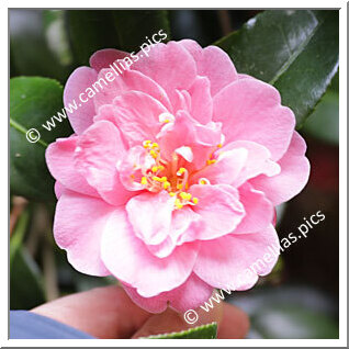 Camellia Japonica 'Waiwhetu Beauty'