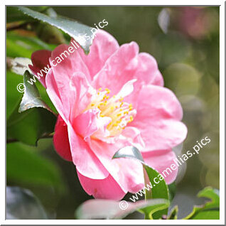 Camellia Japonica 'Waiwhetu Beauty'