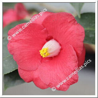 Camellia Japonica 'Waka-ka'ede'