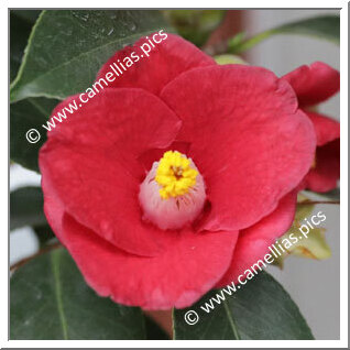 Camellia Japonica 'Waka-ka'ede'