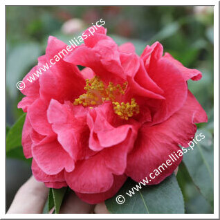 Camellia Reticulata 'Wanduocha'
